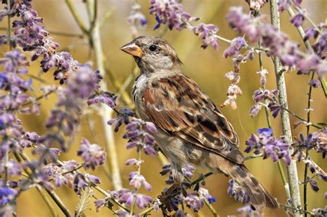 Bird Watching Water Free Photo On Pixabay
