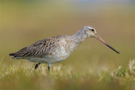 Bar Tailed Godwit Limosa Lapponica Foraging In A Green Meadow Stock