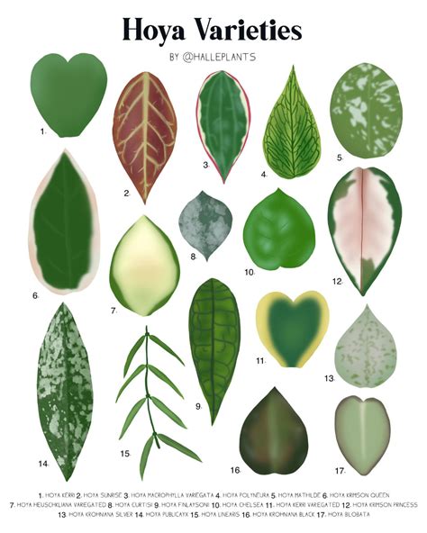 Hoya Varieties Plant Identification Chart Digital Download - Etsy ...