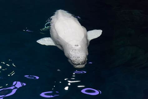 Beluga Whale Delphinapterus Leucas At Shedd Aquarium Creative