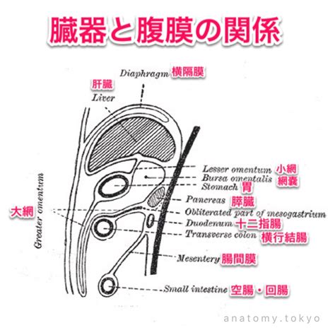 manual  anatomical dissection chapter  gzbwk