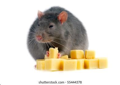 3,833 Rat eating cheese Images, Stock Photos & Vectors | Shutterstock