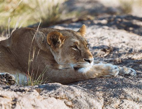 A Beginner's Guide to Planning Your First African Safari — Trusted