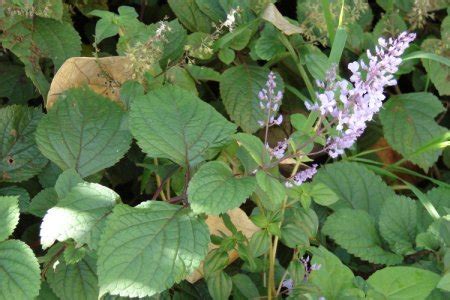 Плектрантус (50 фото) - виды, выращивание и уход в домашних условиях