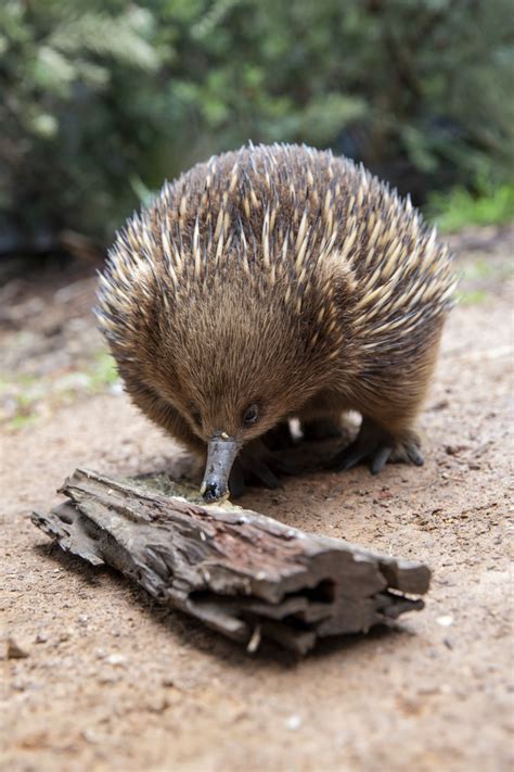 Echidnas Dive Into Hot Weather Upper Yarra Star Mail