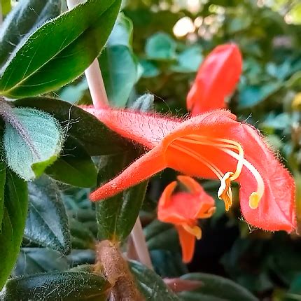 Колумнея: виды, размножение и уход - Flowers.ua