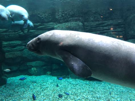 Cincinnati Zoo Takes In Orphaned Manatee For Rehabilitation Wsyx