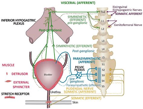 Bladder Pain