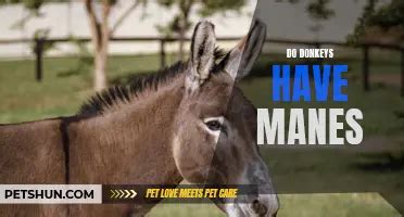 Understanding Donkey Reproduction Do Donkeys Have Sex PetShun