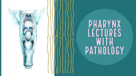 Pharynx Lecture 12 Tonsils Anatomy Made Easy Youtube