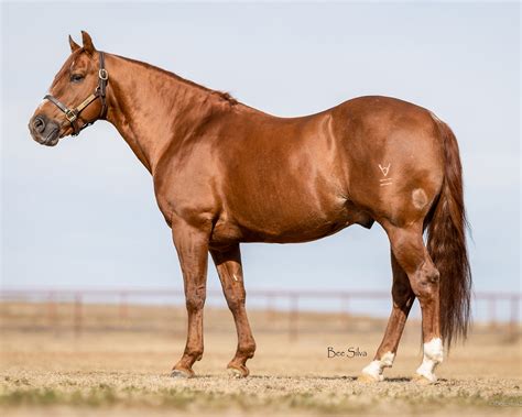 2022 Aqha Stallions