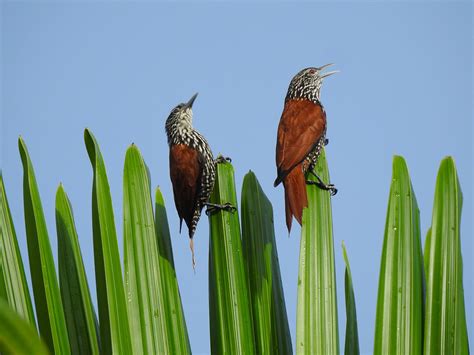 Foto Limpa Folha Do Buriti Berlepschia Rikeri Por Cesar Francischetti