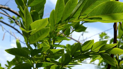 Nutrisi Daun Gamal Kandungan Gizi Manfaat And Efek Samping