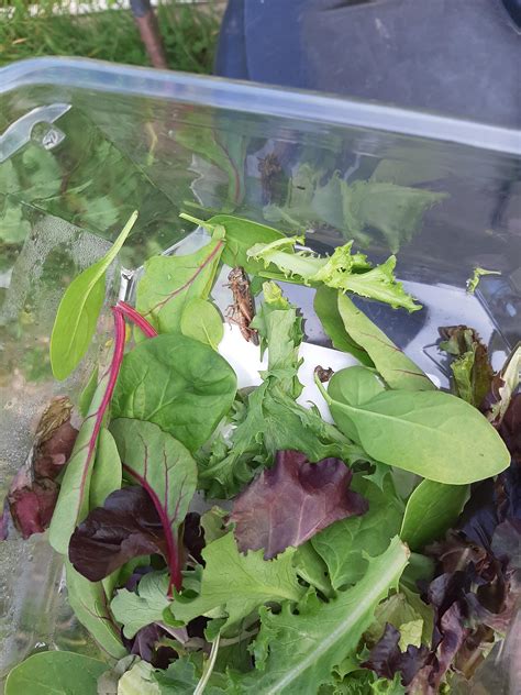 thought this sub would like to see what I found in my "triple washed