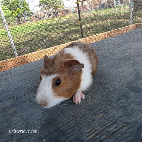 Guinea Pig - Rust & White Male American | Critter Love®
