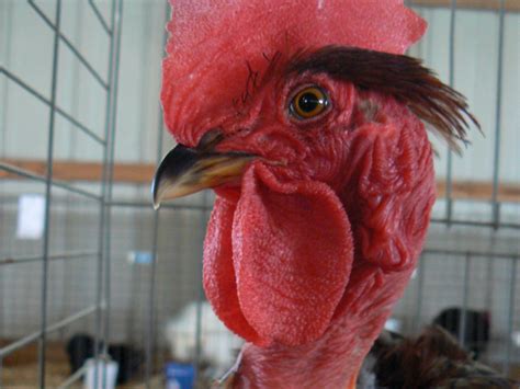 Everything You Need To Know About Naked Neck Chickens J R Pierce