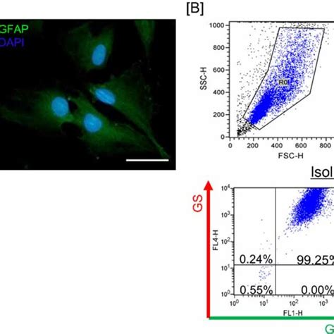 Characterization of isolated rat Müller cells A Fluorescence