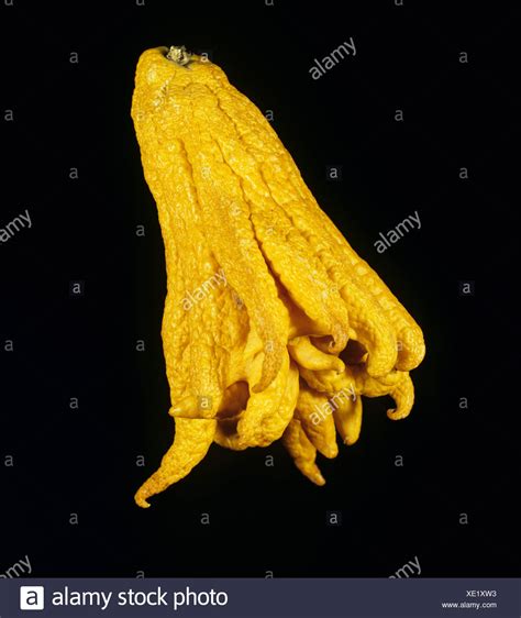 Buddha's Hand Citron Stock Photos & Buddha's Hand Citron Stock Images ...