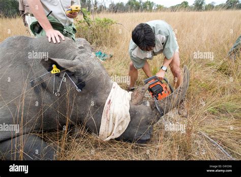 Veterinarians Vets African Vets Operating Operation Wild Animal