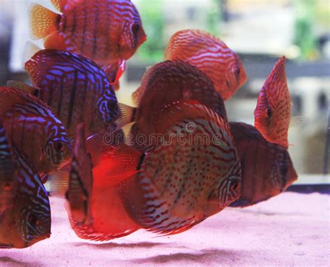 Diskus Fish Stock Photo Image Of Comfortable Aquarium 45987698