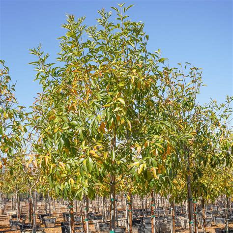 fan tex ash tree 4