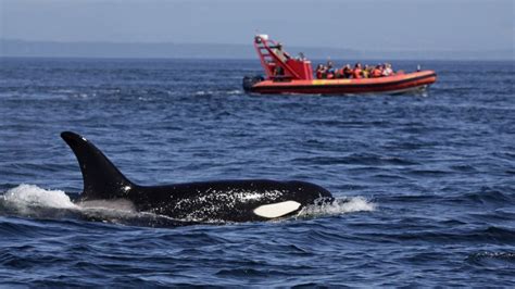 Orcas have attacked and sunk another boat in Europe — and experts warn ...