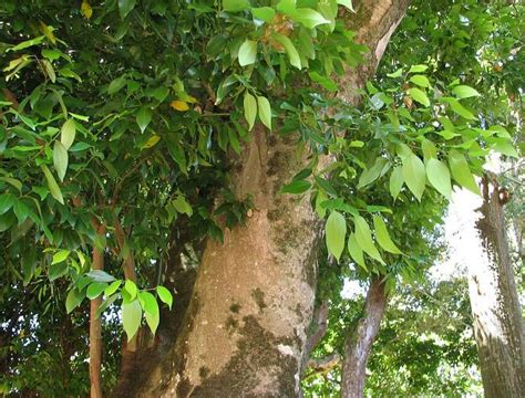 Pe De Canela Verdadeira - PLANTA DE CANELA: CARACTERÍSTICAS, CULTIVO, PROPIEDADES