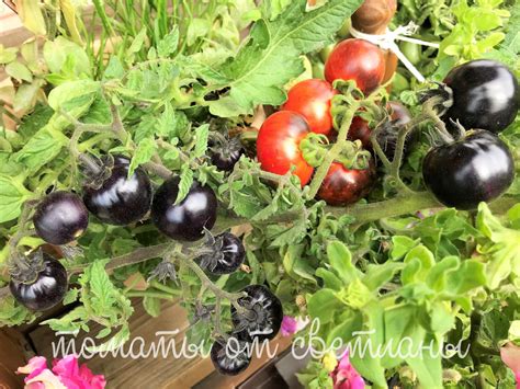 Гном полосатый Анто (ПРОЕКТ "DWARF TOMATO") - семена томатов