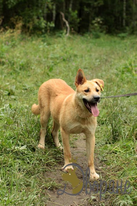 Клэк | Благотворительный фонд защиты животных «Дворяне»