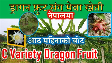 आठ महिनाको ड्रागनफल बोटको गज्जब बृद्धी C Variety Dragon Fruit Farming In Nepal Paradiseagro