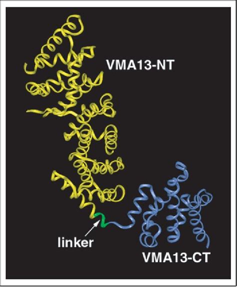 Figure 1 From Structural And Functional Separation Of The N And C