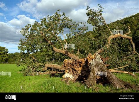 Fallen Devon oak tree,Falling, Oak Tree, Woodland, Beauty, Branch