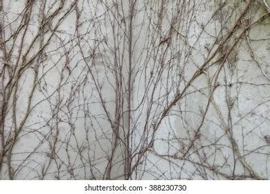 Naked Bush Stock Photo Shutterstock