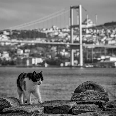 Istanbul Cats Photos, Download The BEST Free Istanbul Cats Stock Photos ...