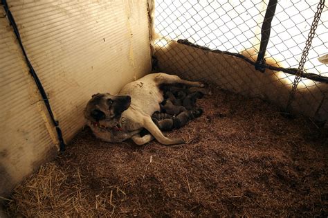 Livestock-guarding Kangal dogs pride of Turkey | Daily Sabah