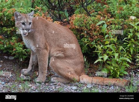 close  puma walking  res stock photography  images alamy