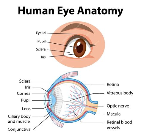 diagram  human eye anatomy  label premium vector