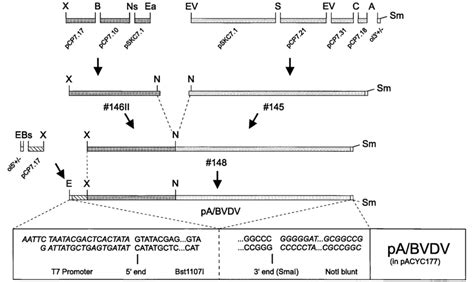 Construction Of Bvdv Full Length Cdna Clone Pa Bvdv The Upper Region