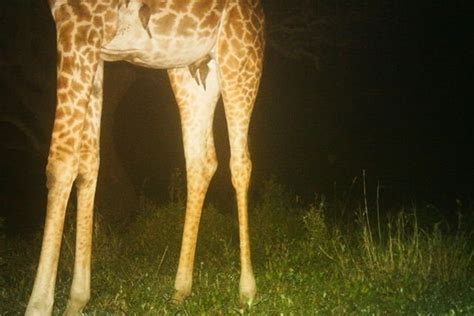 how do giraffes sleep 5