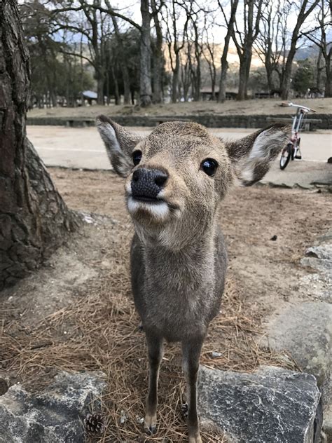 Deer Fawn Free Photo On Pixabay Pixabay