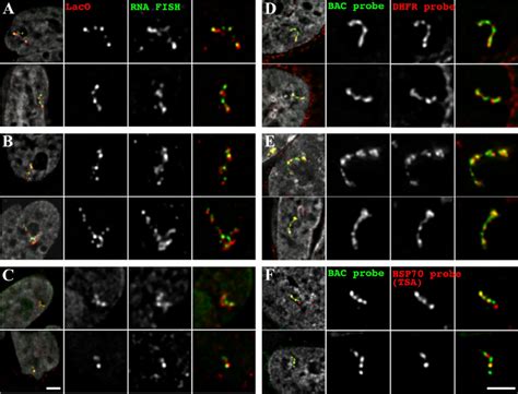 Most Bac Transgene Copies Are Transcriptionally Activated With Gene