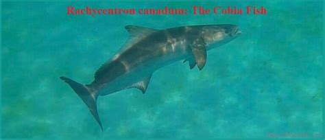Cobia Fish The Most Delicious Fish You Are Missing Out On