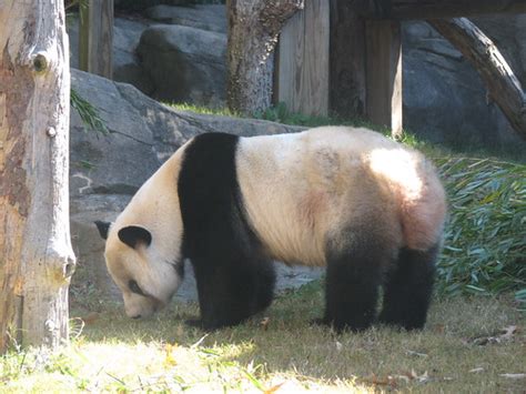 Mei Lan Zoo Atlanta Patty926 Flickr