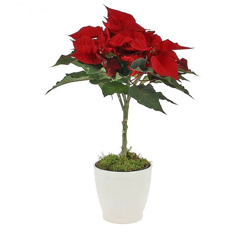 Livraison Poinsettia Sur Tige Plante Fleurie Foliflora