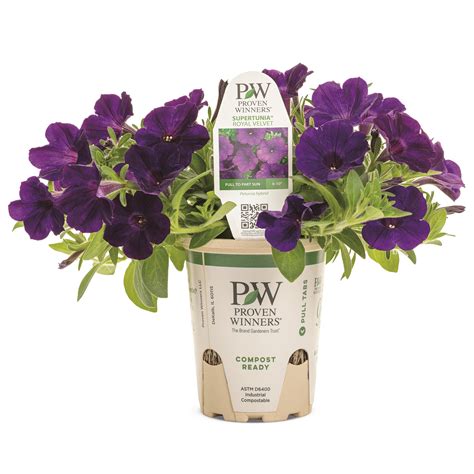 Petunia | Supertunia® Royal Velvet® | Proven Winners® Annuals – Proven