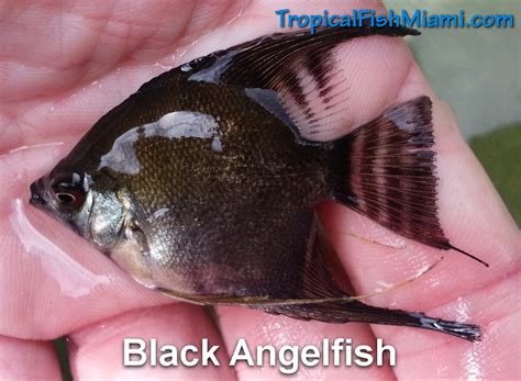 Neighborhood Fish Farm Miamis Best Aquarium Tropical Fish And Koi