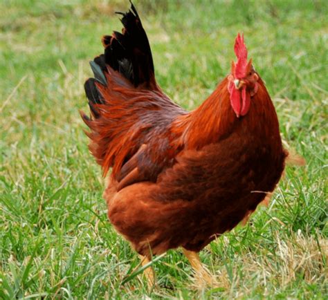 Breed Spotlight New Hampshire Red Meyer Hatchery Blog