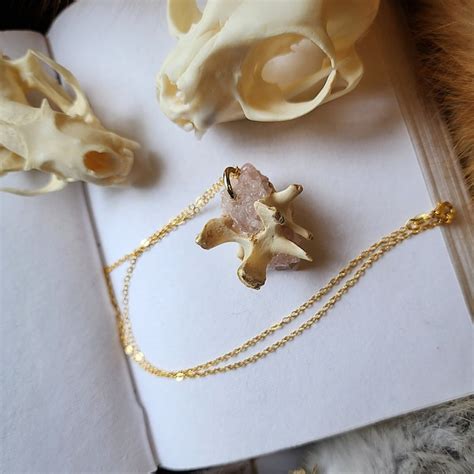 Coyote Vertebrae Etsy