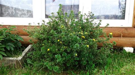 Обрезаем лапчатку правильно, фото этапов обрезки