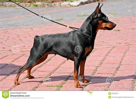 Doberman Pinscher Clipart Big Dog Miniature Pinscher Transparent
